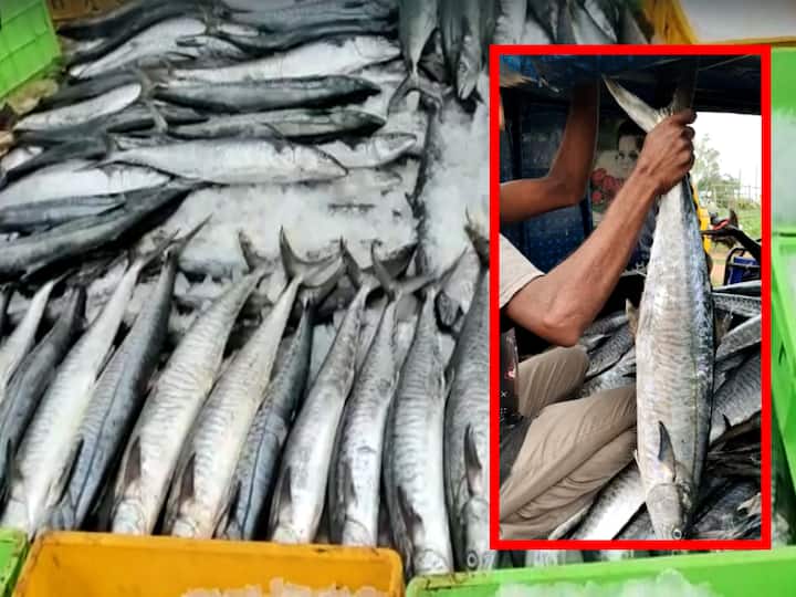 Kakinada Uppada fishermen caught Konam fish worth of one crore rupees Kakinada Konam Fish : జాక్ పాట్ కొట్టిన ఉప్పాడ జాలర్లు, వలలో చిక్కిన కోటి విలువైన కోనాం చేపలు