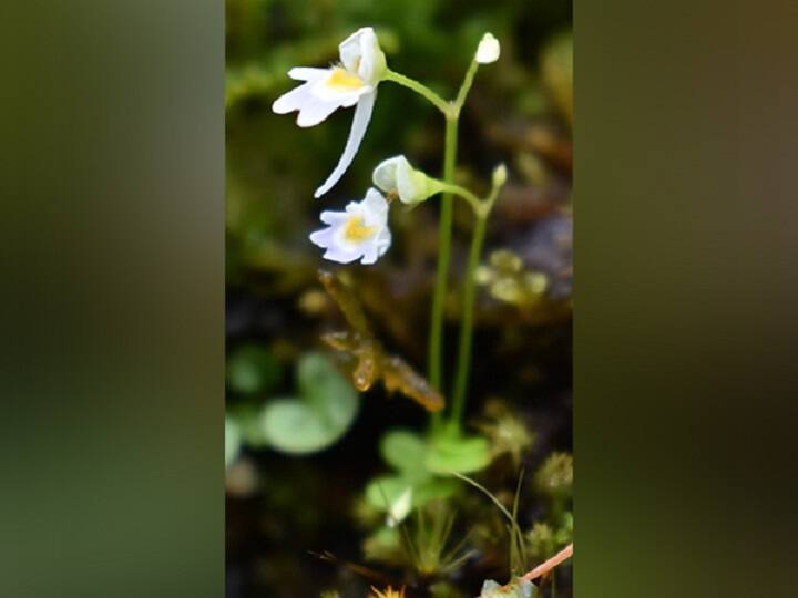 Rare plant species found in western Himalayan region for first time இப்படி ஒரு தாவரமா? இமயமலைப் பகுதியில் கண்டறியப்பட்ட அரிய வகை செடி!