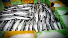 Fishermen Hit Jackpot: సుమారు 12 టన్నుల కోనాం చేపలను పట్టుకున్న ఉప్పాడ మత్స్యకారులు | ABP Desam