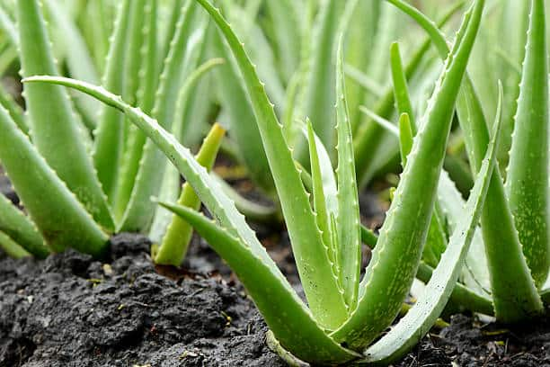 Aloevera Cultivation: Once you have planted this crop, be careless, earn a lot of money for 5 years in a row! Aloevera Cultivation: ਇੱਕ ਵਾਰ ਇਹ ਫਸਲ ਬੀਜਣ ਤੋਂ ਬਾਅਦ ਹੋ ਜਾਓ ਬੇਫ਼ਿਕਰ, ਲਗਾਤਾਰ 5 ਸਾਲ ਕਮਾਓ ਖੂਬ ਸਾਰਾ ਪੈਸਾ!