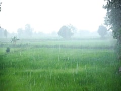 Agriculture Update: लंबे इंतजार के बाद महाराष्ट्र पहुंचा मानसून, किसान शुरू कर लें खरीफ फसलों की बुवाई