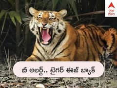 Tiger Footprint: కాకినాడలో టైగర్ ఈజ్ బ్యాక్, మళ్లీ కనిపించిన బెంగాల్ టైగర్ పాదముద్రలు - అధికారులు అలర్ట్
