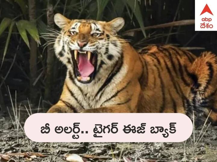 Kakinada Tiger Scare: Forest Official confirms Tiger Footprint at Rowthulapudi Mandal Tiger Footprint: కాకినాడలో టైగర్ ఈజ్ బ్యాక్, మళ్లీ కనిపించిన బెంగాల్ టైగర్ పాదముద్రలు - అధికారులు అలర్ట్
