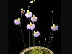 Rare Plants: ఆ రాష్ట్రంలో మాంసాహార మొక్కలు, కీటకాలను ఆకర్షించి హాంఫట్ చేస్తాయి