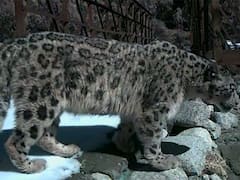 Uttarakhand: इंटरनेशनल लेवल पर विलुप्त हो रही स्नो लेपर्ड को लेकर गंगोत्री नेशनल पार्क से आई अच्छी खबर, जानें क्या