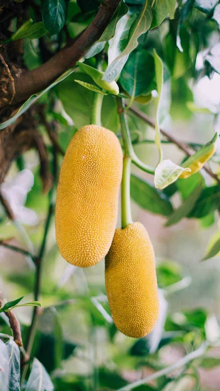 मधुमेहाच्या रुग्णांसाठी फणसाचे सेवन फायदेशीर मानले जाते. हे मधुमेह टाळण्यास आणि त्याची लक्षणे व्यवस्थापित करण्यास मदत करते असे म्हटले जाते. फणसाच्या बियांमध्ये प्रथिने मुबलक प्रमाणात असतात आणि त्यात विरघळणारे फायबरचे प्रमाण जास्त असल्याने मधुमेह नियंत्रित ठेवण्यास मदत होते.