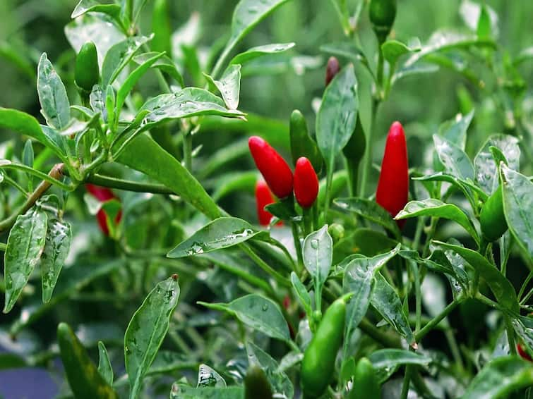 Agriculture News Purchase of two lakh quintals of red chilli in Nandurbar Market Committee Agriculture News : नंदुरबार बाजार समितीत दोन लाख क्विंटल लाल मिरचीची खरेदी, पुढच्या महिन्यात आवक वाढणार, वाचा किती मिळाला दर