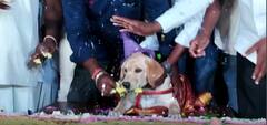 Belagavi Dog Birthday Celebrations : బెళగావిలో శునకానికి ఘనంగా పుట్టినరోజు వేడుకలు | ABP Desam