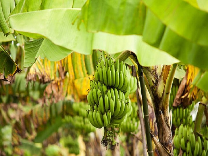 Banana Farming: केला की जैविक खेती से कम खर्च में होगी दोगुनी कमाई, यहां जानें उन्नत किस्मों के बारे में