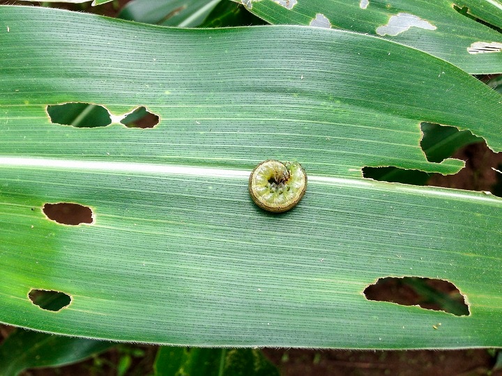 know the preventive measures for danger of fall armyworm over the maize  crop | Pest Control: मक्का की फसल पर मंडरा रहा है फॉल आर्मीवर्म का खतरा,  जानें इससे बचाव के उपाय