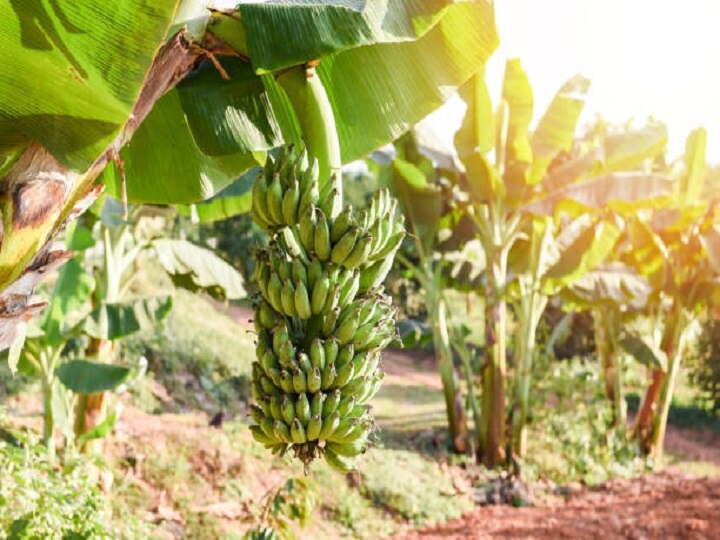 Banana Farming: केला की जैविक खेती से कम खर्च में होगी दोगुनी कमाई, यहां जानें उन्नत किस्मों के बारे में