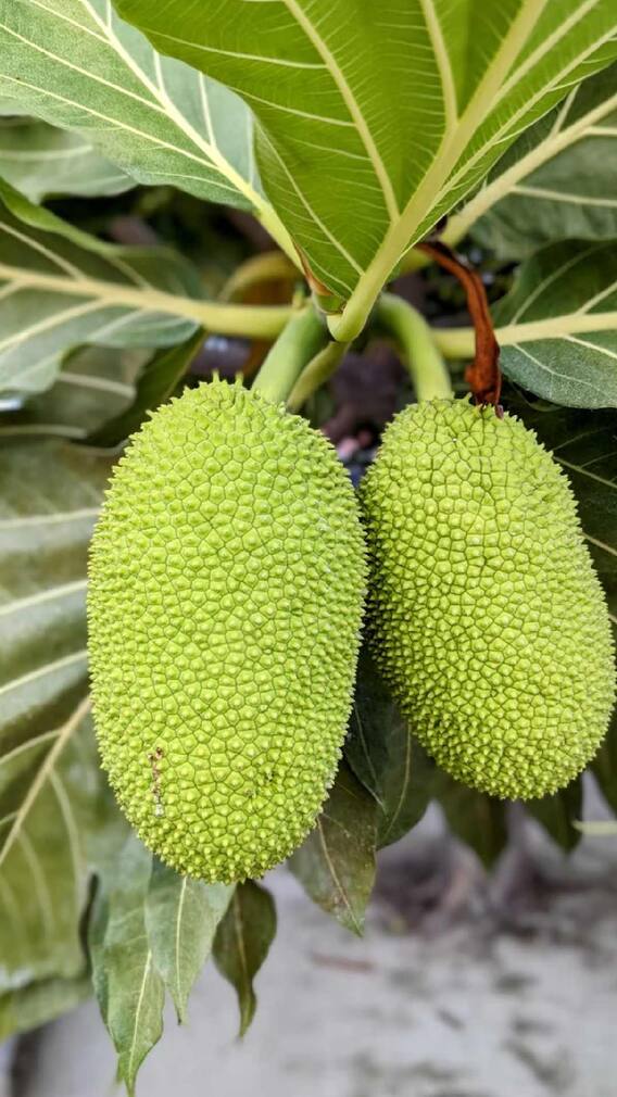 हेल्थ टिप्स: क्या डायबिटीज में फायदेमंद है चैंटरलेस? जानकारी पढ़ें