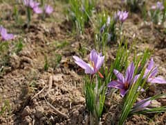 Saffron Cultivation: नौकरी से भी ज्यादा पैसा मिलेगा, लाल सोना उगाकर कमायें 3-4 लाख रुपये महीना, जानें केसर की खेती के बारे में