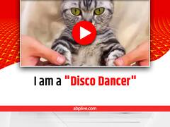 Watch: इस बिल्ली ने किया गजब का डांस, देखकर आप भी हों जायेंगे हैरान