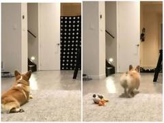 Watch: मालकिन ने अपने डॉगी को दिखाई मैजिक ट्रिक, जादू देख भौंचक्का रह गया कुत्ता