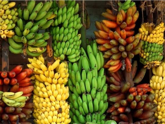 பலரும் அறிந்திராத வாழைப்பழங்களின் வகைகள் இதோ..! பலரும் அறிந்திராத வாழைப்பழங்களின் வகைகள் இதோ..!