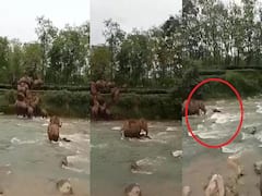 Watch Video: ஆற்றில் அடித்துச் செல்லப்பட்ட யானைக் குட்டி! போராடி காப்பாற்றிய தாய்! வைரல் வீடியோ!