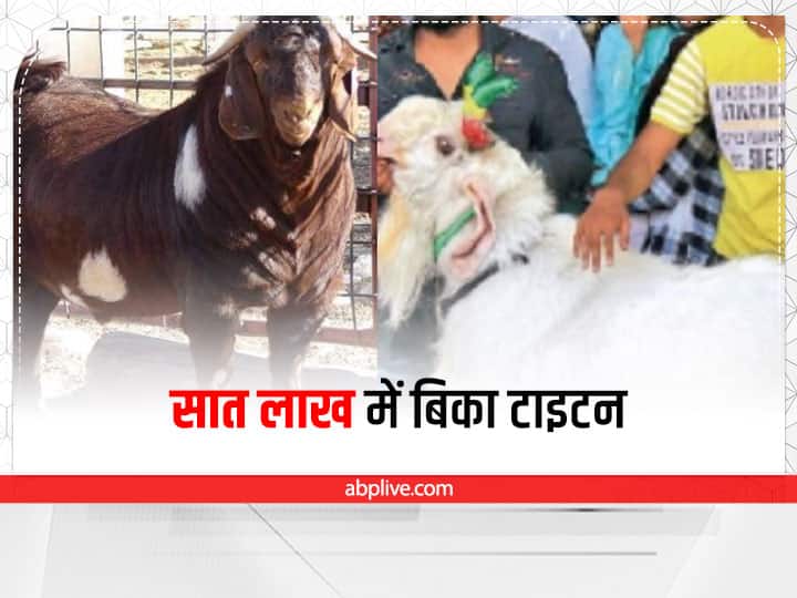 MP News Titan goat from Bhopal sold for Rs seven lakh for sacrifice on Bakrid ANN Bhopal News: भोपाल में सात लाख में बिका टाइटन नाम का बकरा, जानिए वह क्या खाता है और कैसी है उसकी कद-काठी