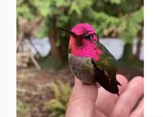 અજબ-ગજબઃ રંગ બદલતી આ સુંદર ચકલીએ ઈન્ટરનેટ પર ધમાલ મચાલી, જુઓ વાયરલ વીડિયો