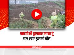 Watch: कुत्ते ने चुराई पड़ोसी के बगीचे से पत्तागोभी, बहुत मजेदार है ये वीडियो
