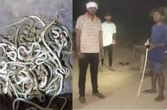 ਰਾਜਸਥਾਨ ਦੇ ਇਸ ਪਿੰਡ 'ਚ ਰੋਜ਼ਾਨਾ ਸੈਂਕੜੇ ਸੱਪ ਕਰਦੇ ਹਨ ਹਮਲਾ, ਪਿੰਡ ਵਾਸੀਆਂ ਨੇ ਸ਼ੁਰੂ ਕੀਤੀ ਪਹਿਰੇਦਾਰੀ