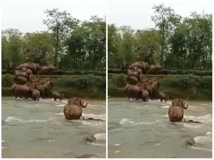 Baby Elephant flowing in strong current of river mother saved her life  Watch: नदी के तेज बहाव में बहने लगा हाथी का बच्चा, मां ने हिम्मत दिखाकर बचाई जान