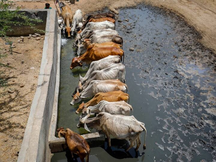 Haryana CM Manohar Lal Khattar announces Rs 25,000 Subsidy for purchase of Desi Cow For Promote natural farming Haryana Desi Cow Subsidy: देसी गाय की खरीद पर किसानों को 25 हजार की सब्सिडी देगी हरियाणा सरकार, जानें- डिटेल