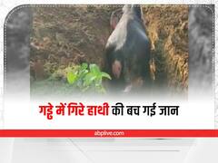 Elephant Rescue: भिंडी खाने की लालच में रात के समय गहरे गड्ढे में गिरा हाथी, 3 घंटे चले रेस्क्यू ऑपरेशन के बाद बची जान