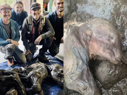 Canada : 30,000 year old baby mammoth found in Canadian gold fields Canada : 30,000 ஆண்டுகள் பழமை.. தங்கச் சுரங்கத்தில் கண்டுபிடிக்கப்பட்ட மம்மூத் மம்மி!