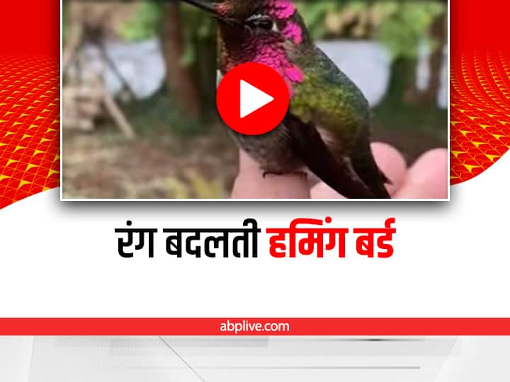 humming bird changing colors video viral on social media Watch: रंग बदलती इस सुंदर चिड़िया ने इंटरनेट पर मचाया धमाल, देखिए वायरल वीडियो