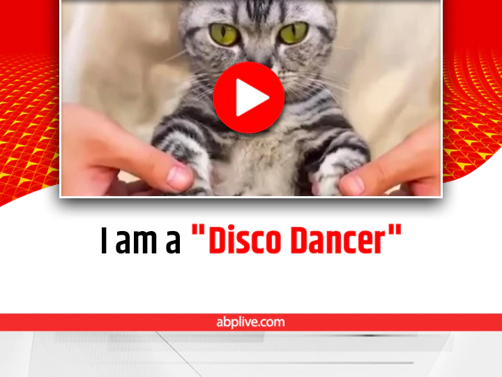 Watch: ਬਿੱਲੀ ਨੇ ਕੀਤਾ ਕਮਾਲ ਦਾ ਡਾਂਸ, ਦੇਖ ਕੇ ਤੁਸੀਂ ਵੀ ਰਹਿ ਜਾਓਗੇ ਹੈਰਾਨ Watch Video: Electro Cat did a wonderful dance, you will also be surprised to see Watch: ਬਿੱਲੀ ਨੇ ਕੀਤਾ ਕਮਾਲ ਦਾ ਡਾਂਸ, ਦੇਖ ਕੇ ਤੁਸੀਂ ਵੀ ਰਹਿ ਜਾਓਗੇ ਹੈਰਾਨ