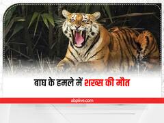 Lakhimpur Kheri: जंगल में घास काटने गए 33 साल के युवक पर बाघ ने किया हमला, हुई मौत