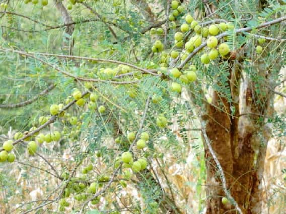 Amla Gardening: भरपूर फल उत्पादन के लिये आंवला के पुराने पेड़ों की इस तरह करें देखभाल, जानें सही तरीका Amla Gardening: भरपूर फल उत्पादन के लिये आंवला के पुराने पेड़ों की इस तरह करें देखभाल, जानें सही तरीका