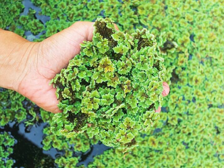Azolla animal feed will remove weakness and increase good health milk production in animals. | Animal Foddar: कमजोर पशुओं को तंदुरुस्त बनाएगा अजोला, जानें कम खर्च में अजोला पशु आहार बनाने का