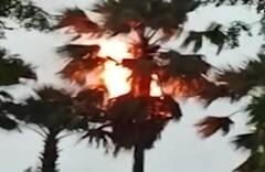 ગોધરાઃ ઝાડ પર વીજળી પડતા ભભૂકી ઉઠી આગ, જુઓ આ વીડિયો