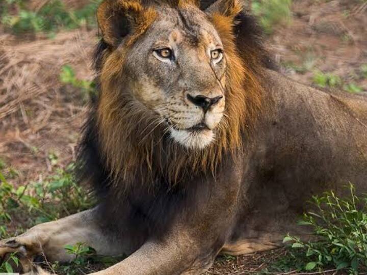 Vandalur Zoo Arignar Anna Zoological Park Chennai 32 years old lion Mani dies Lion Death: வண்டலூர் உயிரியல் பூங்காவில், மூத்த சிங்கம் உயிரிழப்பு.. சாதனை படைத்த சிங்கம்..!