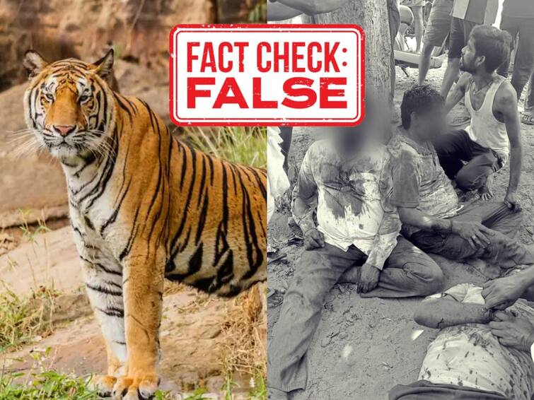 Kakinada Routulapudi tiger attacked photos viral in social media Fact check Tiger Attack Fact Check : పెద్దపులి మనుషులపై దాడి చేసిందా?  వైరల్ అవుతున్న ఫొటోల్లో నిజమెంత?