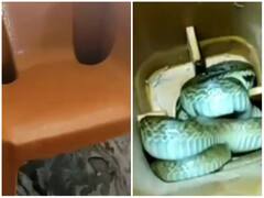 Watch: कुर्सी के खोखले पैर को खतरनाक सांप ने बनाया अपना आशियाना, हैरान कर देगा वीडियो