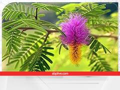 House Plants: घर में इन पौधों का सूखना होता है बेहद खराब, बढ़ सकतीं हैं परेशानियां