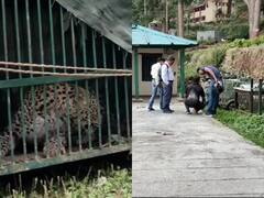 Pauri News: पोड़ी के लोगों को गुलदार के आतंक से मिला छुटकारा, वन विभाग की टीम ने पकड़ा