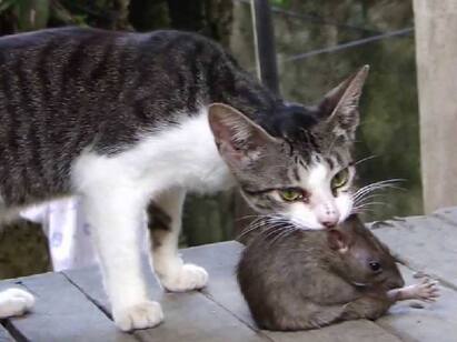 Karnataka police deploy cats by Unable to catch rats எலிகளைப் பிடிக்க ரூ.19.34 லட்சம்..போலீஸ் ஸ்டேஷனுக்கு பாதுகாப்பாக வந்த பூனைகள்!