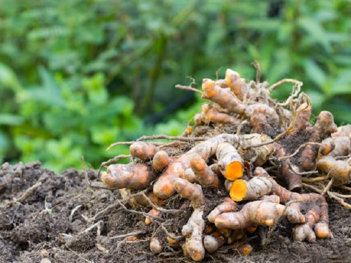 Co-Crop Farming: छोटे खेत से होगी बड़ी कमाई, केले के बाग में करें हल्दी की सह-फसली खेती, जानें फायदे