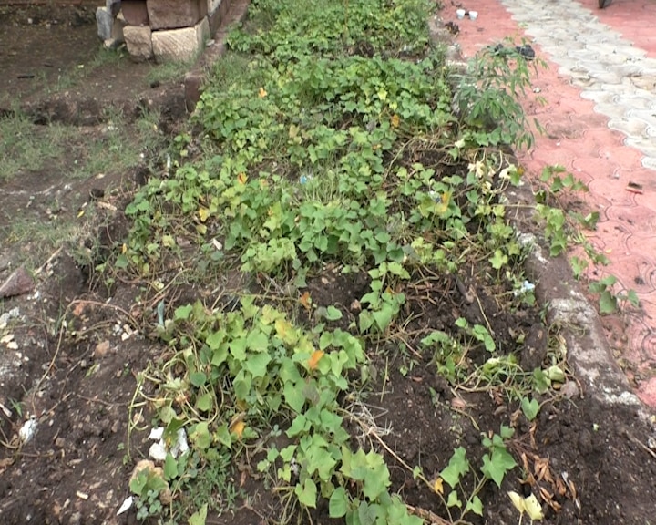 Organic Farming: ગોંડલના આ શિક્ષક સ્કૂલમાં કરે છે ઓર્ગેનિક ખેતી, સ્કૂલમાં જ બનાવી છે પર્યાવરણ પ્રયોગશાળા