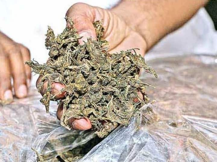 Kutch Local Crime branch seized rupee 12 lakh charas and ganja one accused arrested Kutch News: नशे के खिलाफ पुलिस की बड़ी कार्रवाई, 12 लाख रुपए की चरस और गांजा जब्त, एक आरोपी गिरफ्तार