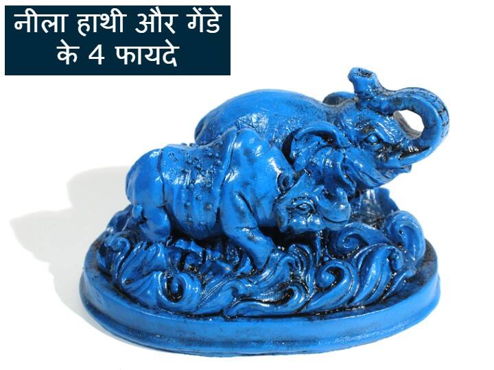 Feng Shui benefit blue elephant rhinoceros safety shield keep at home office to get money positive energy Feng Shui: घर-ऑफिस में नुकसान से बचाएंगे नीला हाथी और गेंडा, जानें इसे रखने का सही तरीका