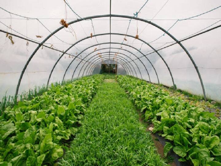 cultivate varieties of spinach in polyhouse for double profit PolyHouse Farming: डबल मुनाफे के लिये पॉलीहाउस में उगायें पालक, ज्यादा पैदावार वाली किस्मों के बारे में जानें