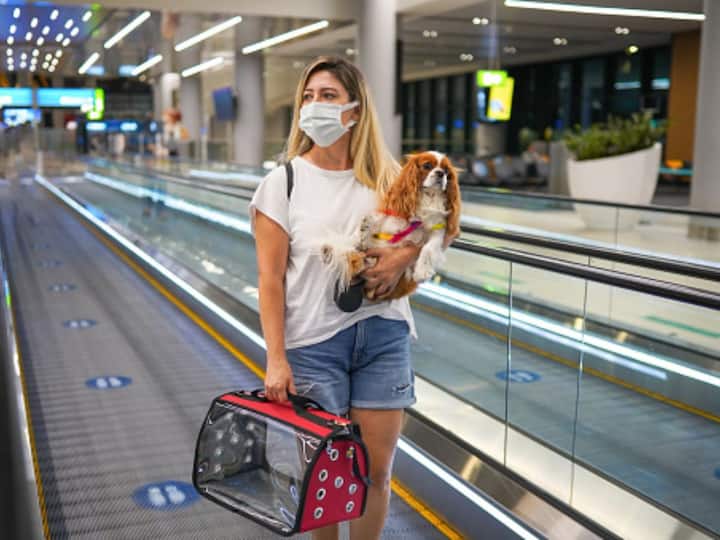 Travelling With Pets: 8 Tips To Ensure A Smooth Journey Travelling With Pets: 8 Tips To Ensure A Smooth Journey