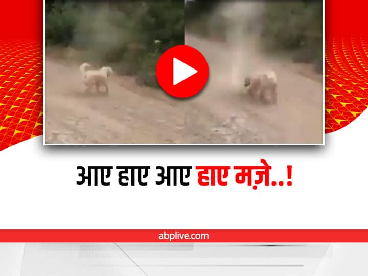 dog playing with tornado on road video viral on social media Watch: सड़क पर उठे बवंडर पर खेलने की लिए चढ़ गया कुत्ता, वीडियो वायरल