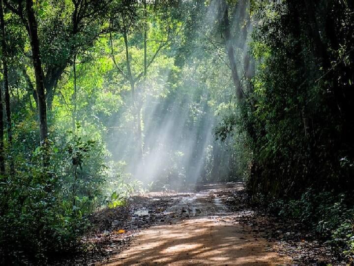इसमें आपको रात में रुकने के लिए स्पेशल कॉटेज की सुविधा मिलती है. साथ ही आपको चाय-कॉफी और स्नैक्स की सुविधा भी मिलती है. इसके साथ ही पूरी यात्रा में आपको टूर गाइड भी मिलेगा जिससे आप आसानी से जंगल में सफरी का मजा उठा सकते हैं. (PC: Freepik)