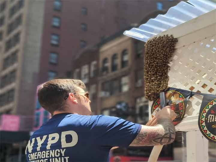 New York police removed 2000 bees from Times Square restaurant, know what is the whole matter New York: न्यूयॉर्क पुलिस ने टाइम्स स्क्वायर रेस्टोरेंट से 2,000 मधुमक्खियों को हटाया, जानें क्या है पूरा मामला?